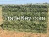 RHODES GRASS, WHEAT STRAW, CORN SILAGE, MOLASSES, COTTON SEED, YELLOW CORN,