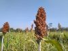 Sorghum