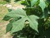 Chaya Tree Spinach Cuttings & Trees