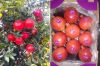 Pomegranate Fruit