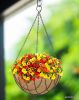 Coir Hanging Basket