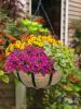 Coir Hanging Basket