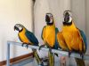 Blue and gold macaw parrots 