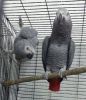 african grey parrots 