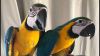 Blue and gold macaw parrots 