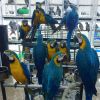 Blue and gold macaw parrots 