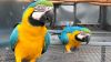 Blue and gold macaw parrots 