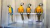 Blue and gold macaw parrots 