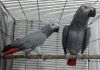 african grey parrots 