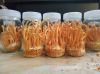 Cordyceps Militaris