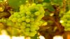 Fresh Grapes