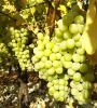 Fresh Grapes