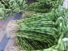 Dracaena Sanderiana Lucky Bamboo Spiral Bamboo 45cm  15 cm Tower Bamboo