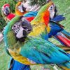 Young And Friendly African Grey Parrots and Macaw For Sale