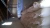 Wheat flour