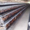The Best Price Battery Chicken Cage For Chicken Farm Building