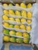 Fresh Mangoes