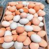 FRESH TABLE WHITE AND BROWN CHICKEN EGGS