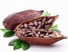 Cocoa Beans wholesale 