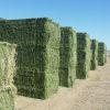 Premium Quality Best Selling Alfalfa Hay/Alfalfa Hay For Animal feeding 