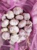 2019 new crop fresh pure white garlic