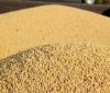  Soybean Meal