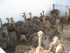 Ostrich chick/fertile ostrich eggs/Fertile Ostrich Eggs/Ostrich Chicks/Table