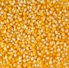 Yellow Corn