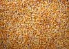 Yellow Corn