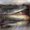 Fish Frozen,dried fish