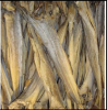 Fish Frozen,dried fish