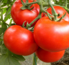 hybrid tomato seeds fr...