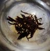 Edible Hijiki Seaweed, Dried Algas, Dried Hijiki, Sargassum