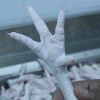 Brazilian Frozen Chicken Paws, Frozen Chicken Feet Suppliers