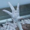 Frozen Chicken Feet, Paws A Grade Export to China
