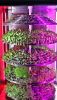 CONTAINER FARM HYDROPONIC VEGETABLE MICROGREEN LEAFY PLANT FRUIT TOMATO LETTUCE FLOWER GREENHOUSE TRAY NURSERY PLANT FACTORY