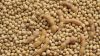 fresh organic soya beans