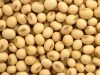fresh organic soya beans