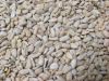Hot selling Nut Seeds Apricot Seeds Apricot Kernel in Shell 
