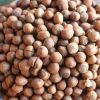 South Africa Wholesale organic Cheap Top quality hazelnut shell for sale 