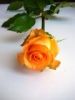 cut flowers-Rose