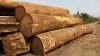Africa hardwood for sale both in logs and lumbers