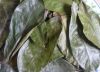 Premium quality Dried Soursop Leaf / Graviola Leaves - Natural Herb/ MS. Selena +84 906 086 094