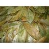 Premium quality Dried Soursop Leaf / Graviola Leaves - Natural Herb/ MS. Selena +84 906 086 094