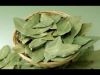 Premium quality Dried Soursop Leaf / Graviola Leaves - Natural Herb/ MS. Selena +84 906 086 094