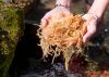 NATURAL SEA MOSS FROM ...