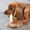 COFFEE WOOD DOG CHEW I The gift for your dog