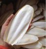 Dried Cuttlefish bone/ sepia /Cuttlebone/Cuttlefish Bone/Hai Piao Xiao// Ms. Helen Vietdelta