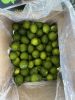 PERSIAN LIME/ SEEDLESS LIME FOR IMPORT// Ms. Helen