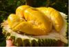 FROZEN DURIAN/WHOLE DURIAN WITH SEED OR SEEDLESS/SEGMENT DURIAN // Ms. Helen +84 848903006